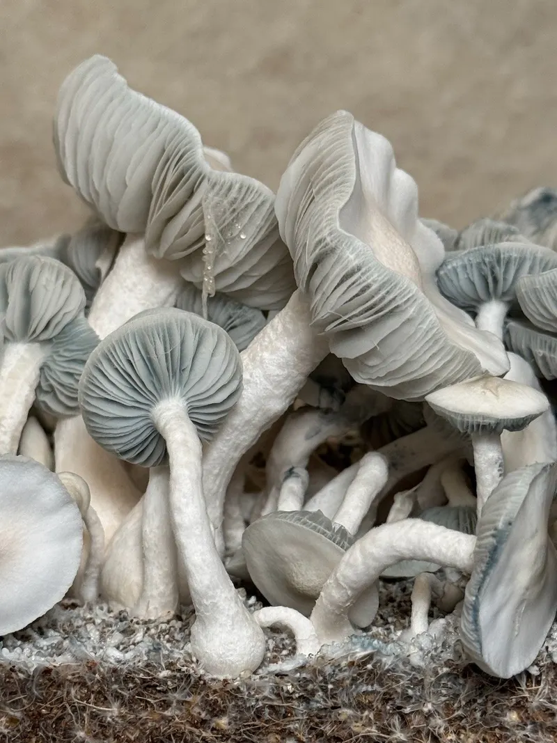 Albino JMF • Psilocybe Cubensis