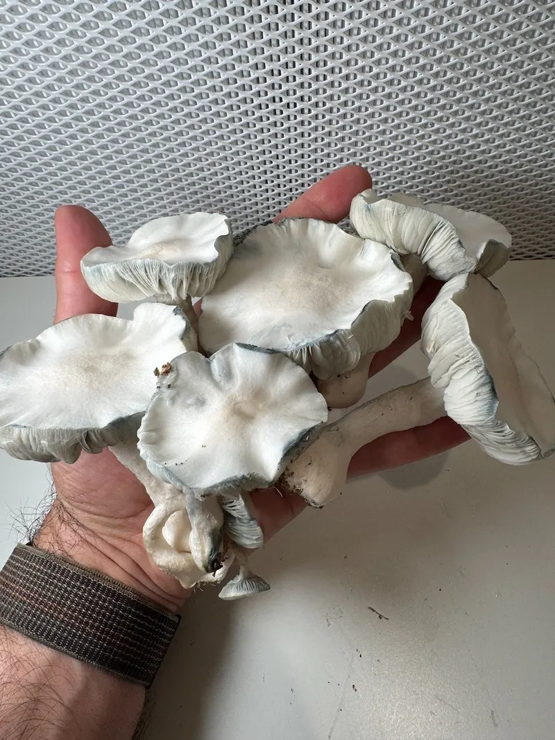 Albino JMF • Psilocybe Cubensis