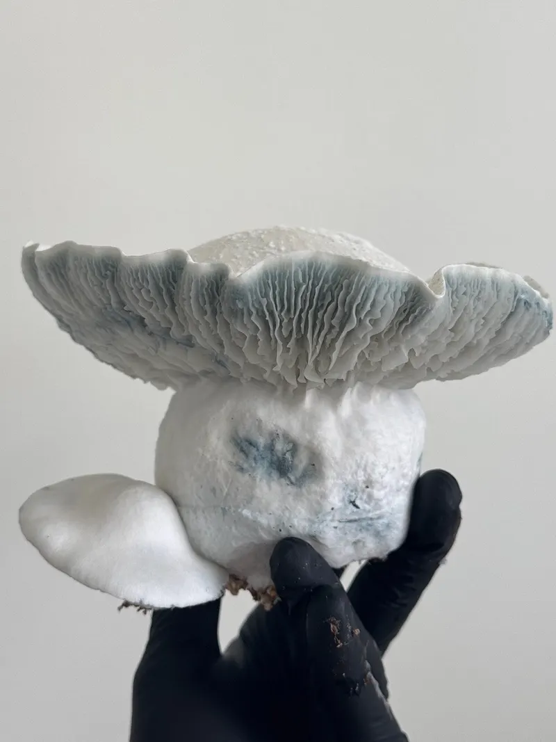 APE 338 • Psilocybe Cubensis