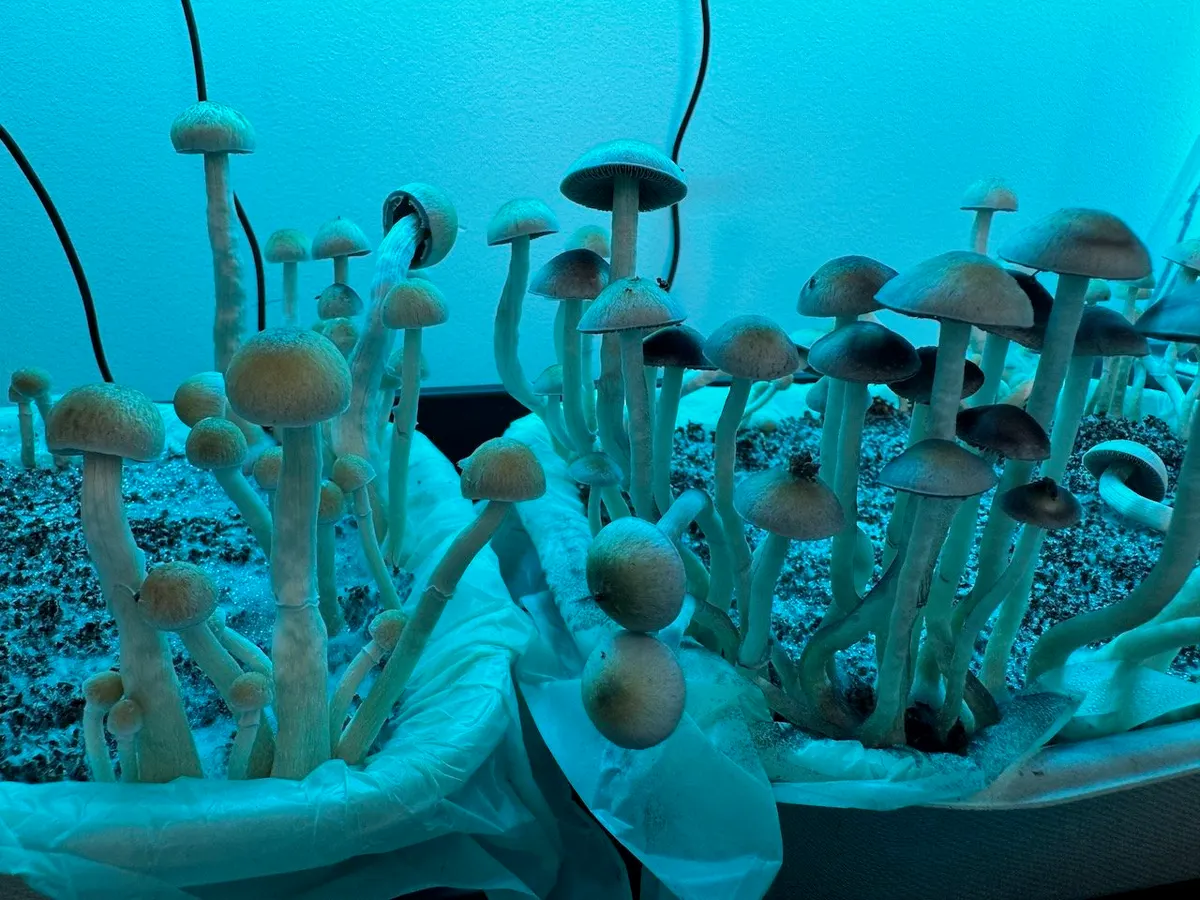 Black Caps • Psilocybe Natalensis