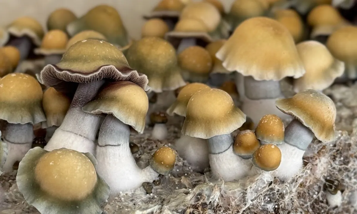 Blue Storm • Psilocybe Cubensis