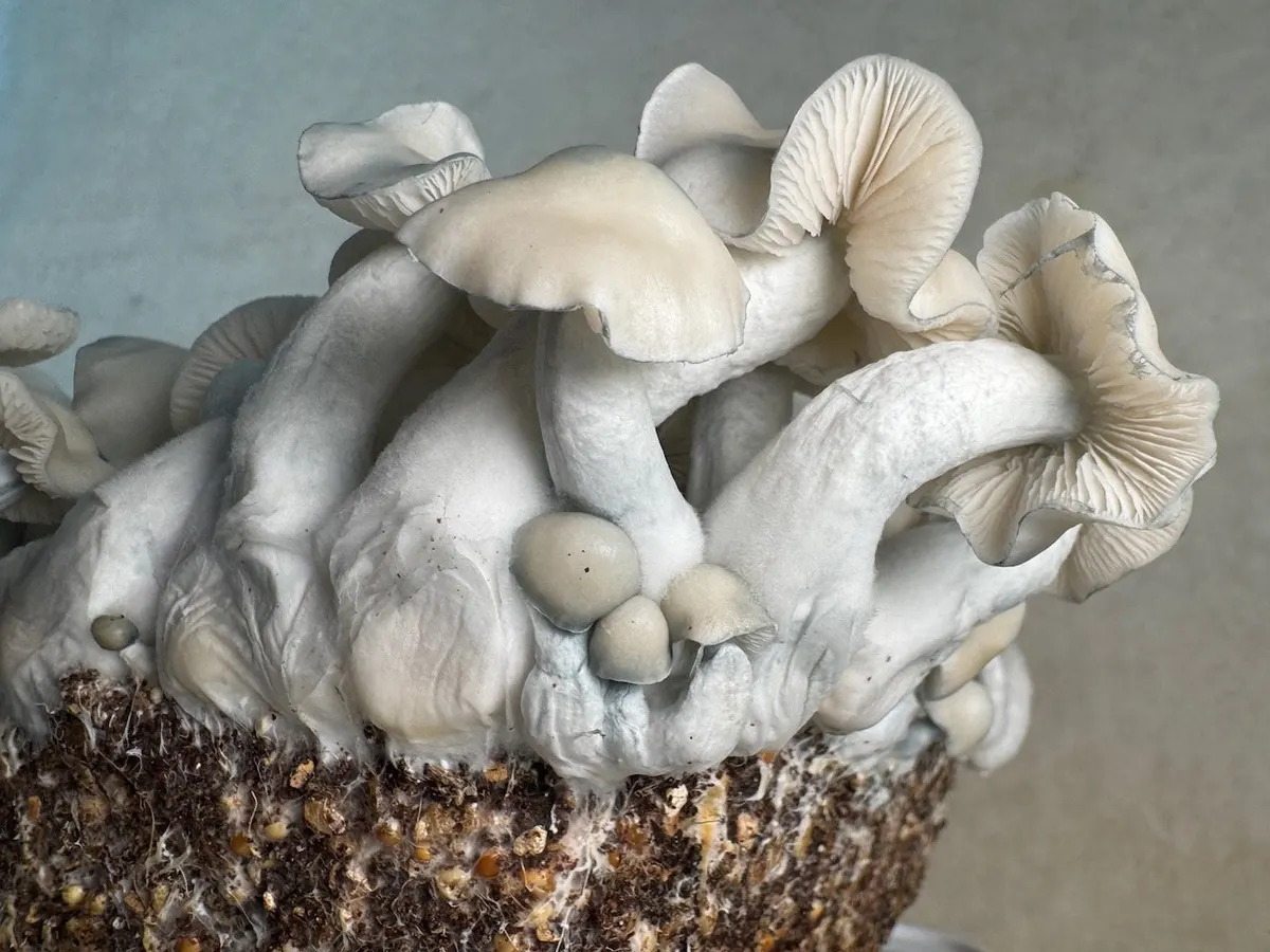 Cassini • Psilocybe Cubensis