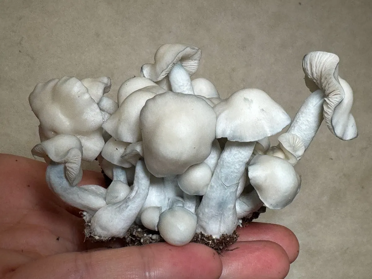 Cassini • Psilocybe Cubensis