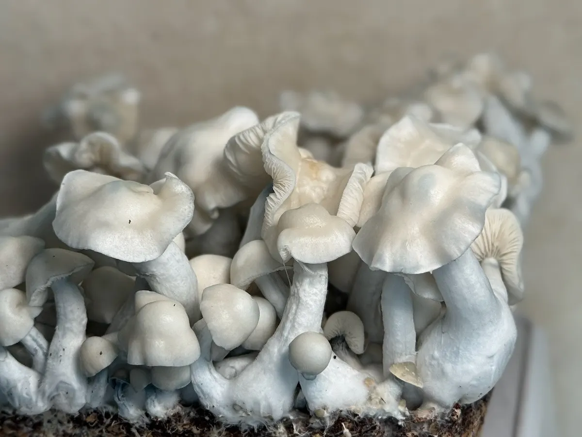 Cassini • Psilocybe Cubensis