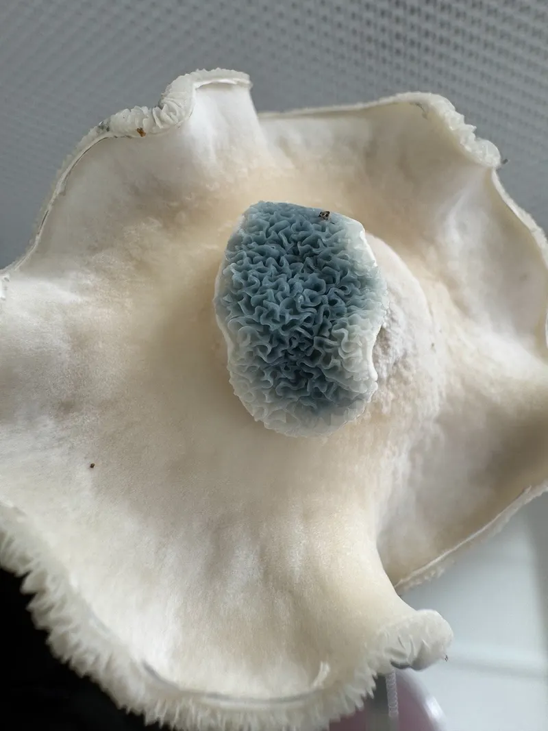 Cassini • Psilocybe Cubensis