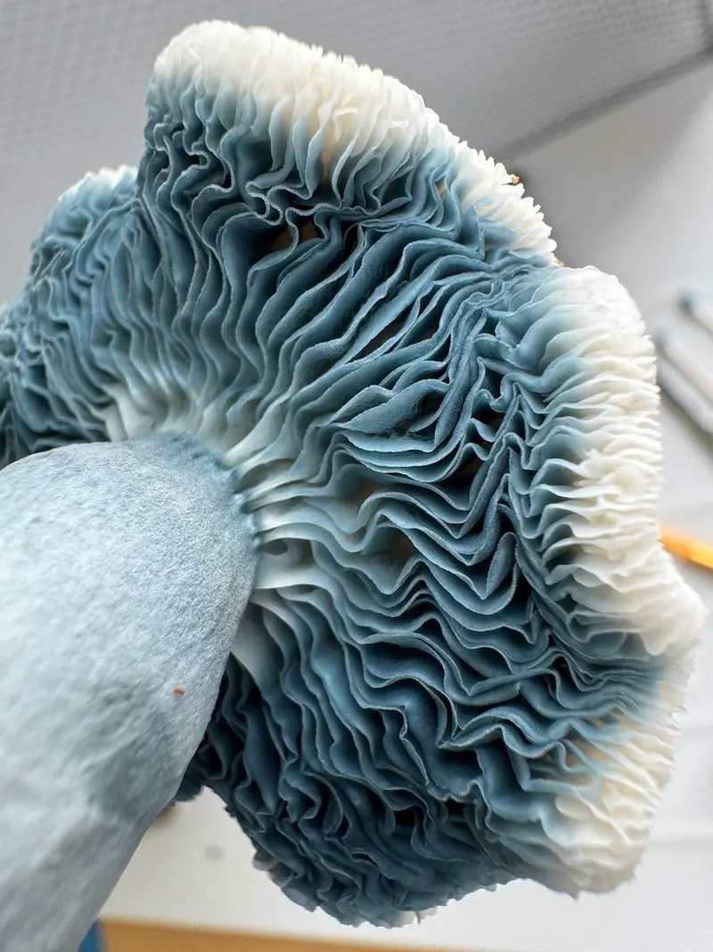 Cassini • Psilocybe Cubensis