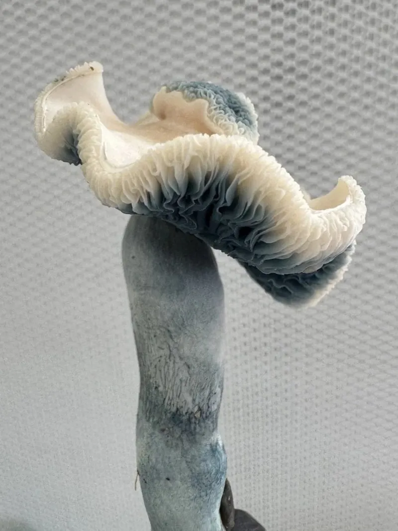 Cassini • Psilocybe Cubensis