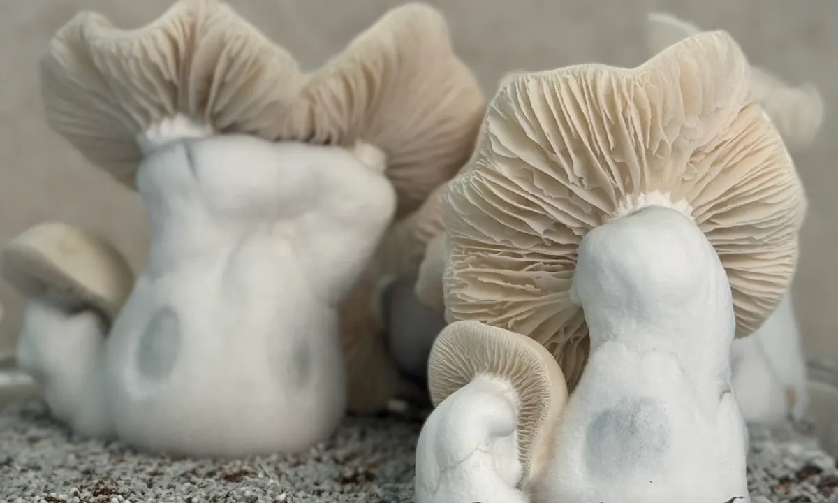 Flipper • Psilocybe Cubensis