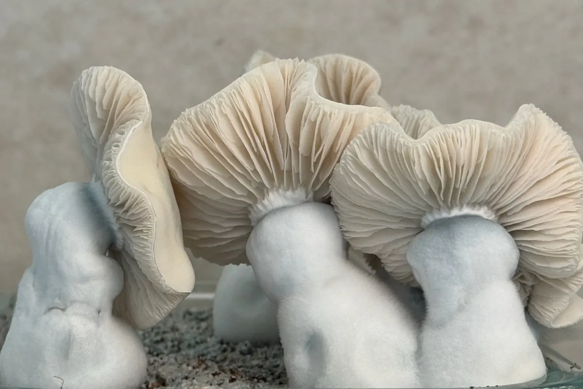 Flipper • Psilocybe Cubensis
