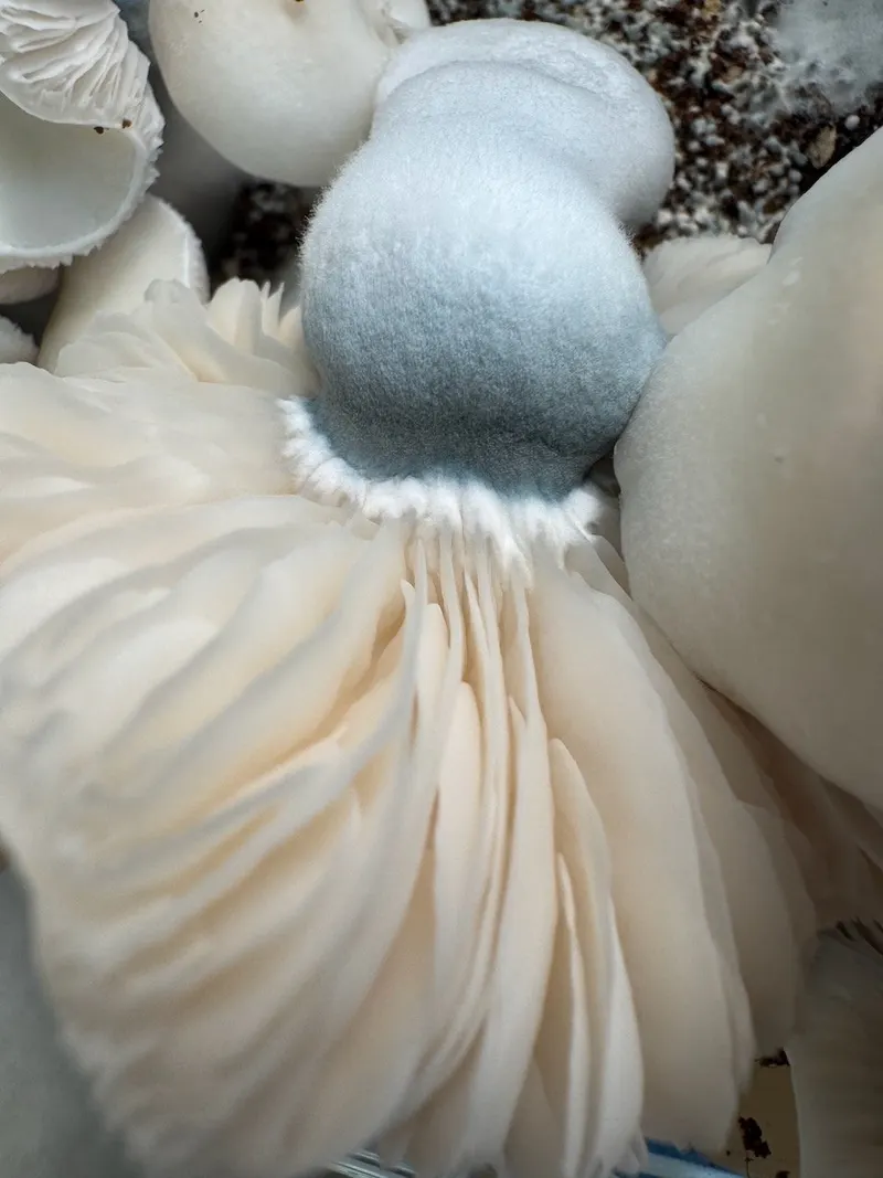 Flipper • Psilocybe Cubensis