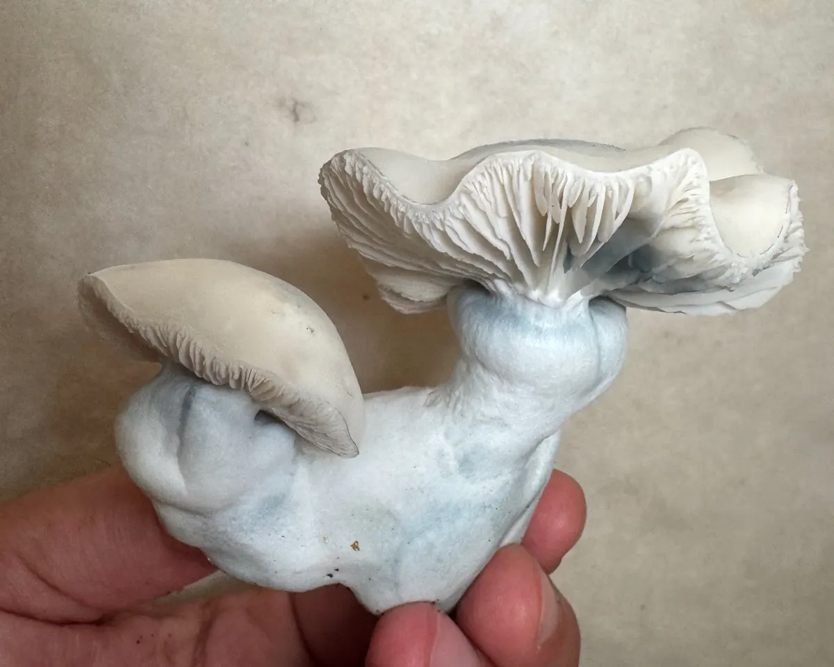 Flipper • Psilocybe Cubensis