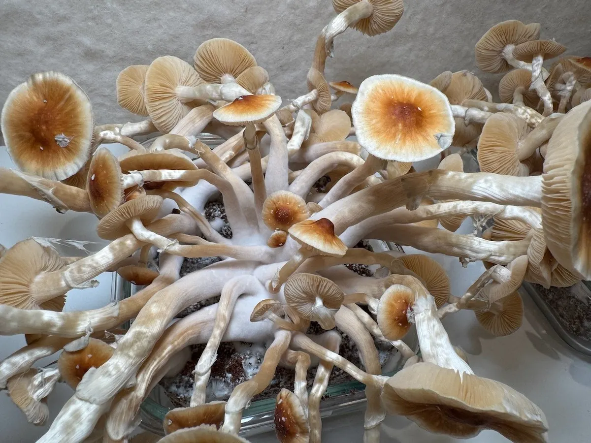 Full Moon Party • Psilocybe Cubensis