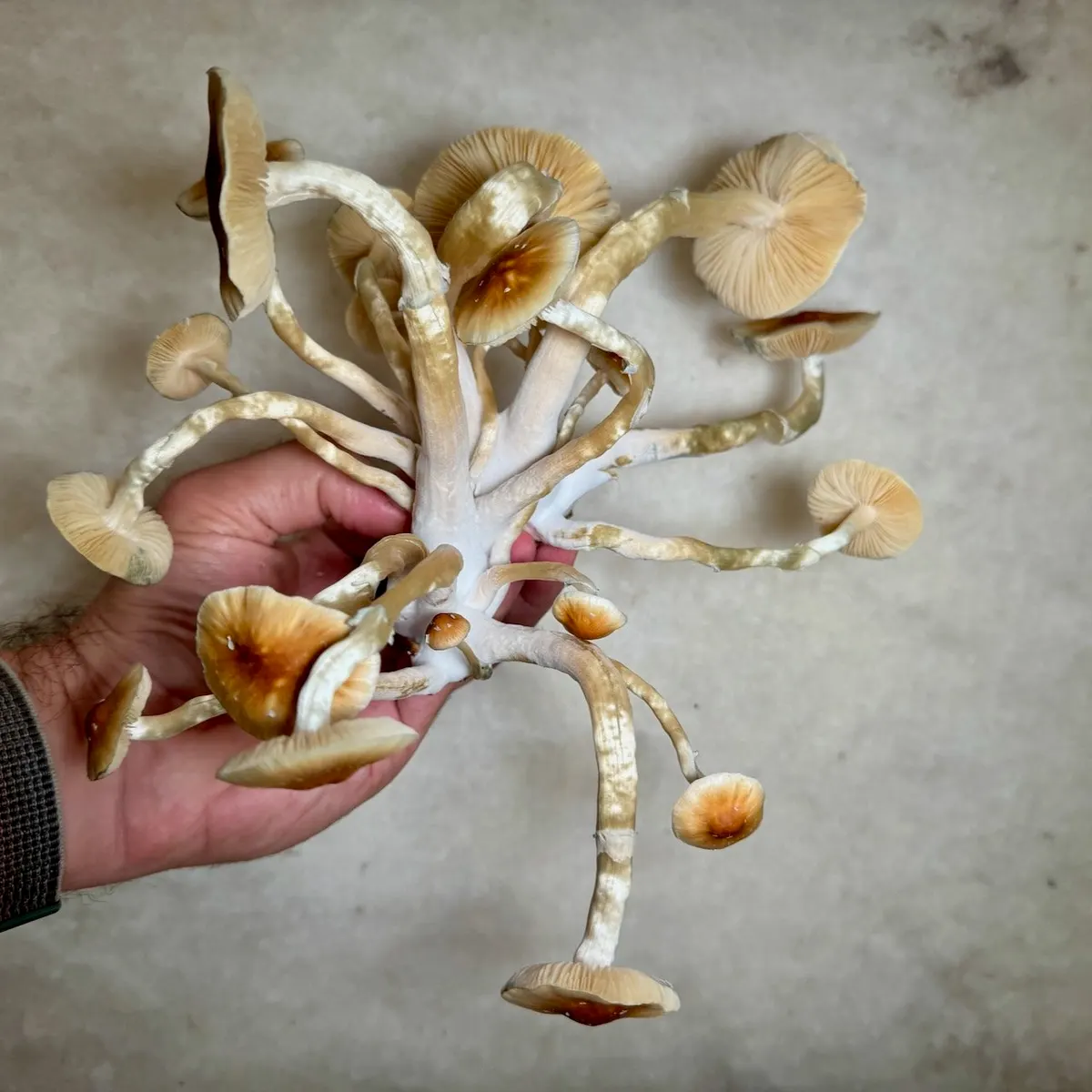 Full Moon Party • Psilocybe Cubensis