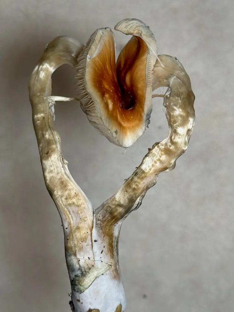 Full Moon Party • Psilocybe Cubensis