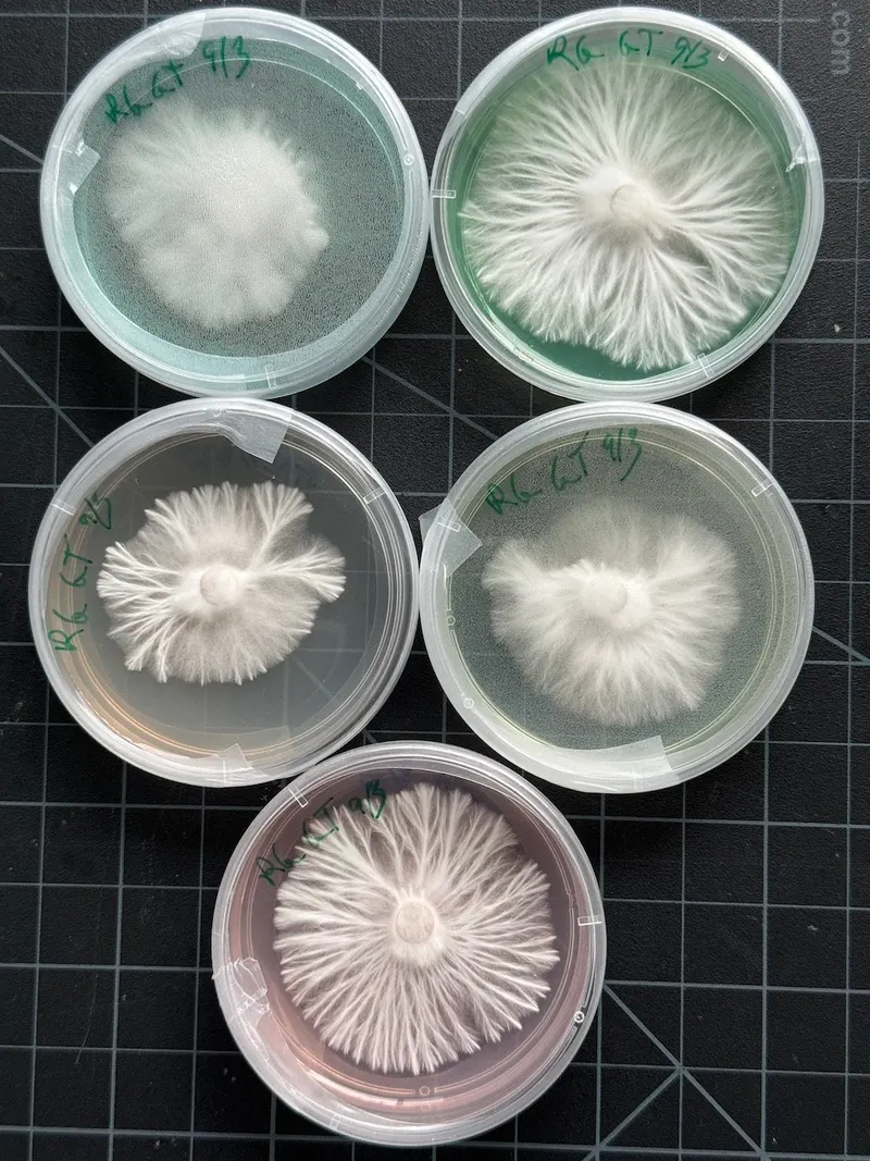 Mycelium Culture Transfers