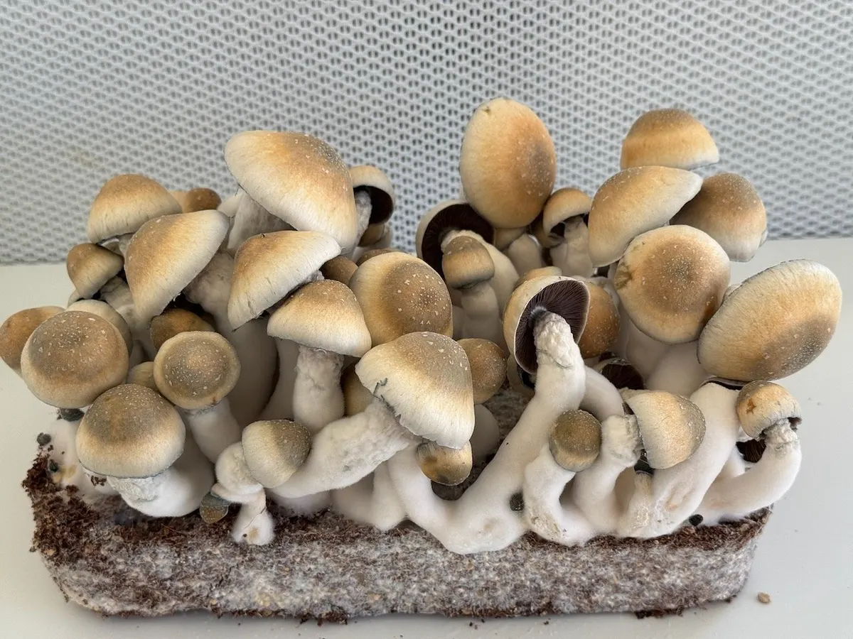 Greencap Thrasher • Psilocybe Cubensis