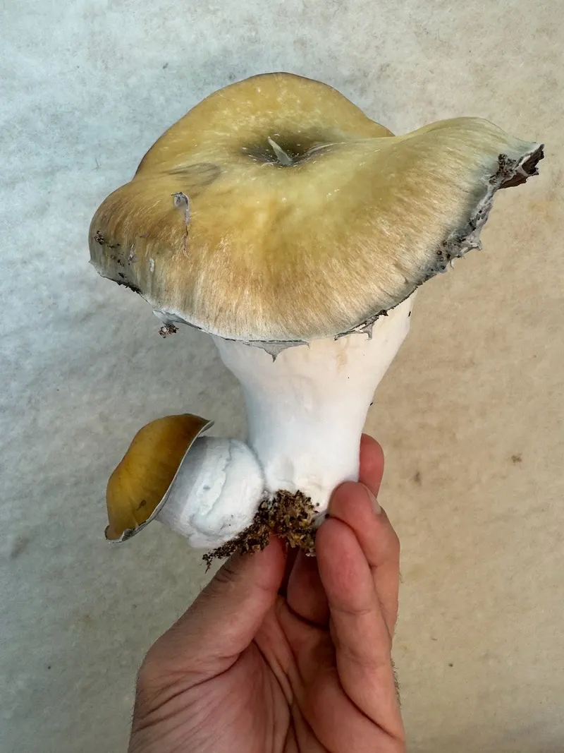 Greencap Thrasher • Psilocybe Cubensis