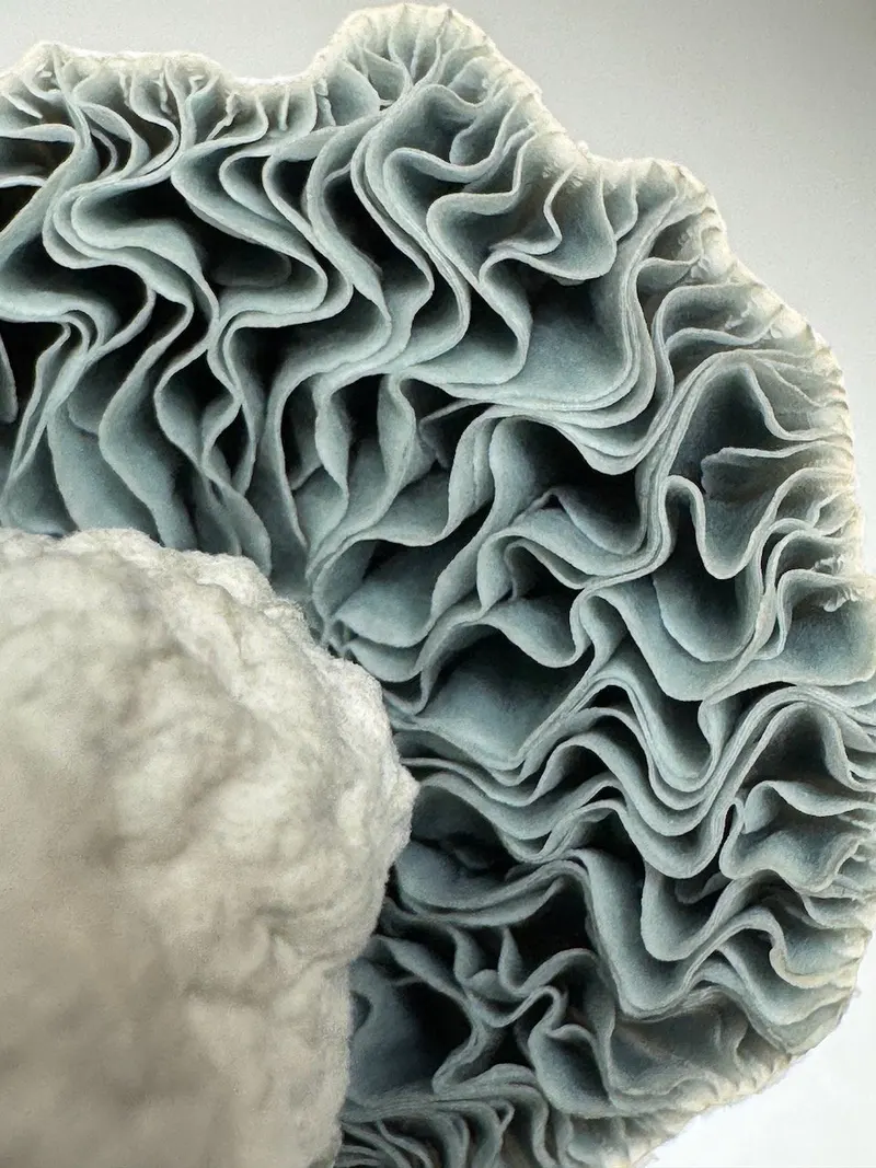 HAPE • Psilocybe Cubensis