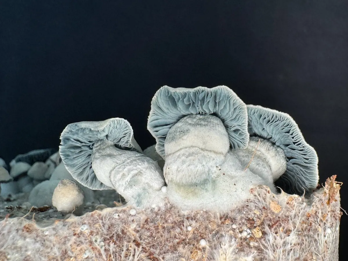 HAPE • Psilocybe Cubensis