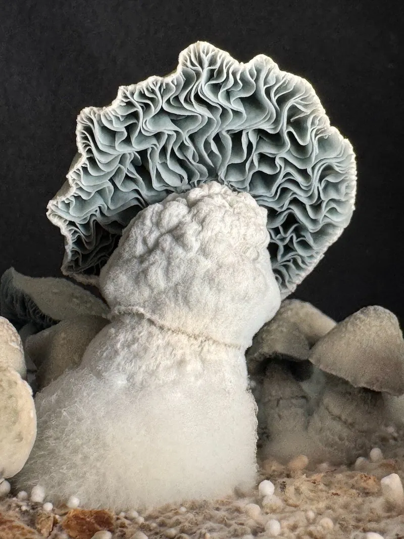 HAPE • Psilocybe Cubensis