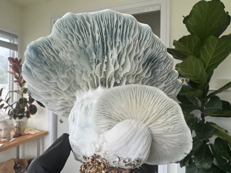 APE 338 • Psilocybe Cubensis