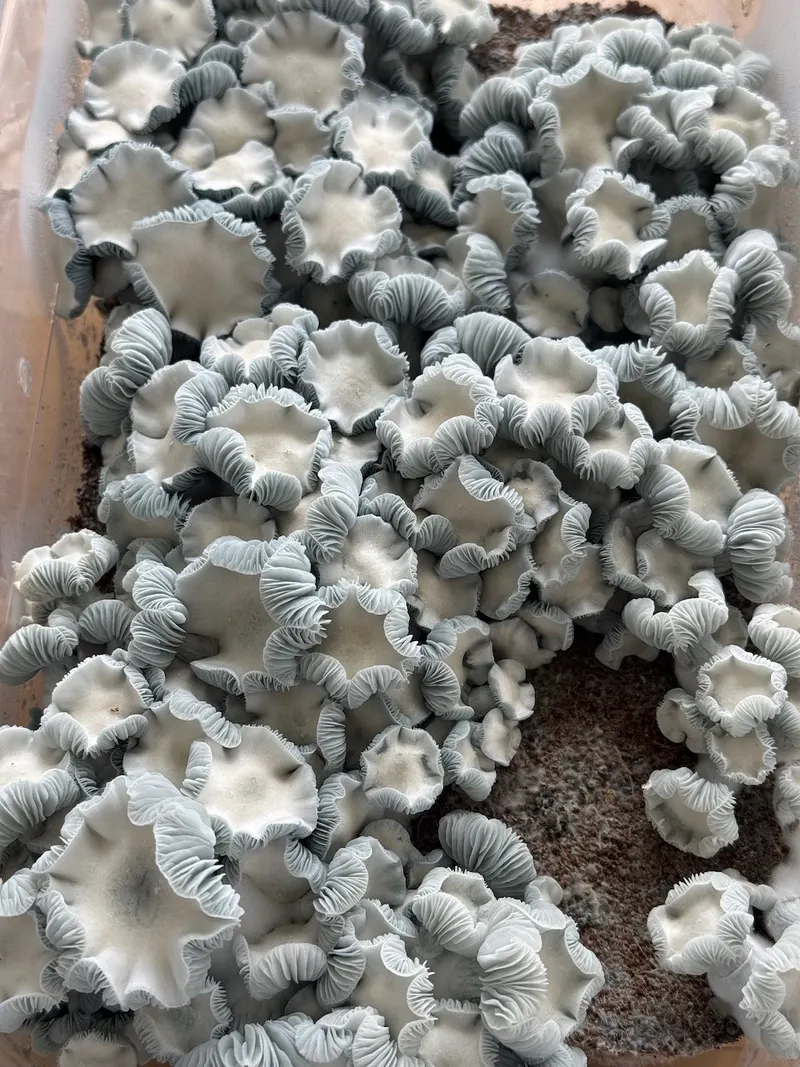 Jack Frost • Psilocybe Cubensis