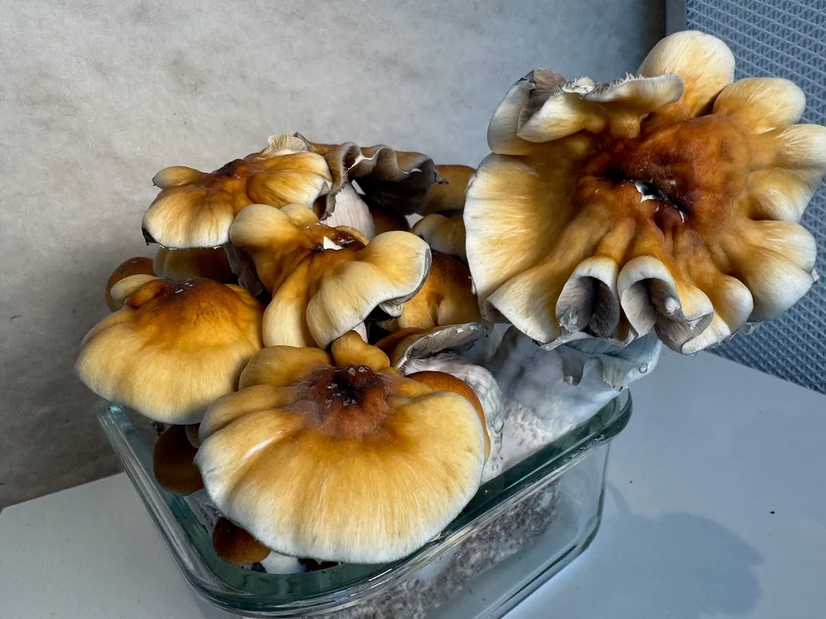 Makilla Gorilla • Psilocybe Cubensis