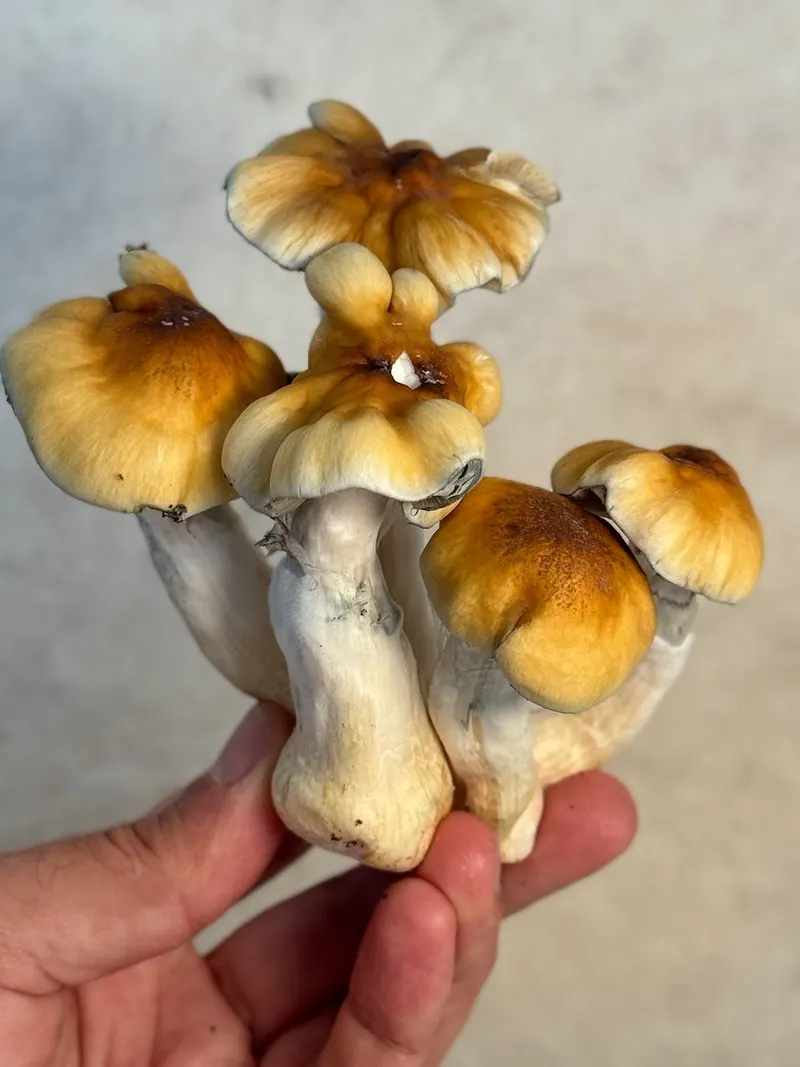 Makilla Gorilla • Psilocybe Cubensis