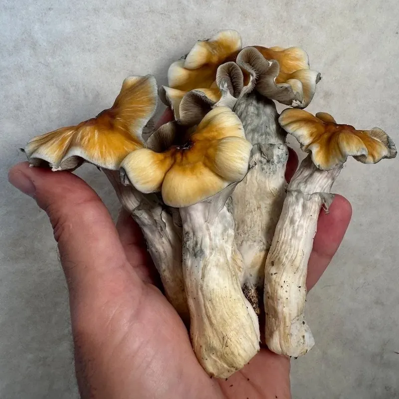 Makilla Gorilla • Psilocybe Cubensis