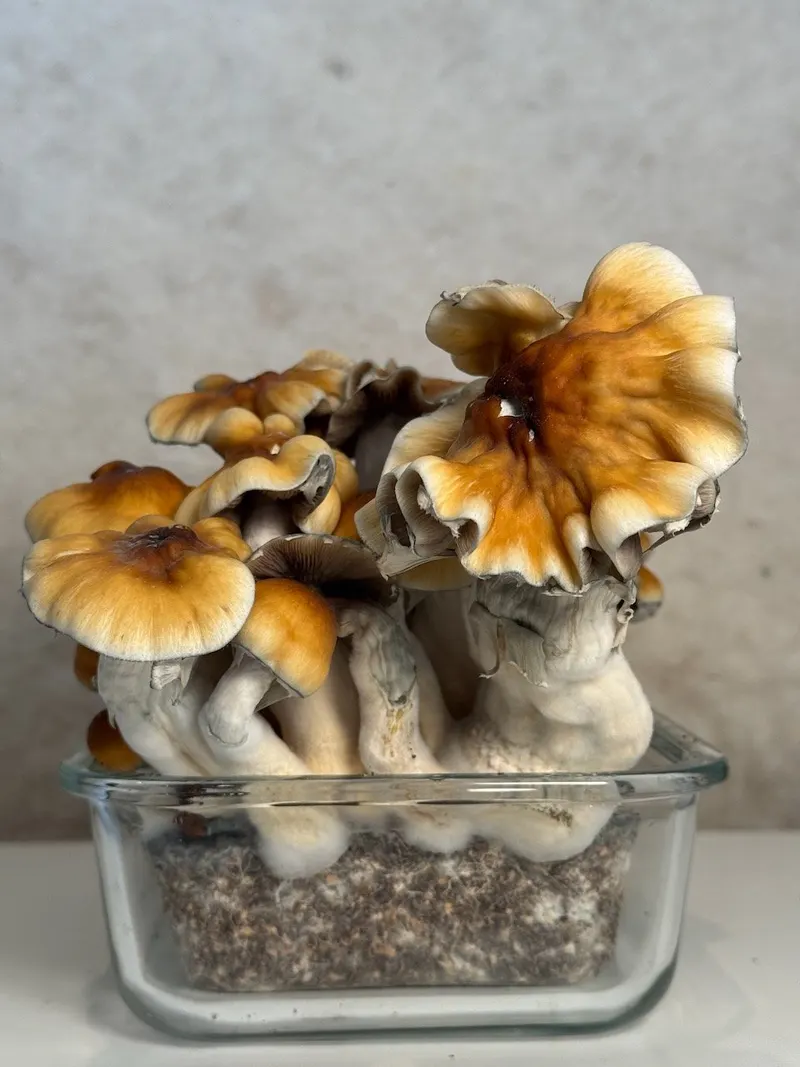 Makilla Gorilla • Psilocybe Cubensis