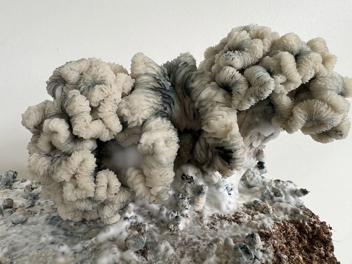 Maria Sabina • Psilocybe Cubensis