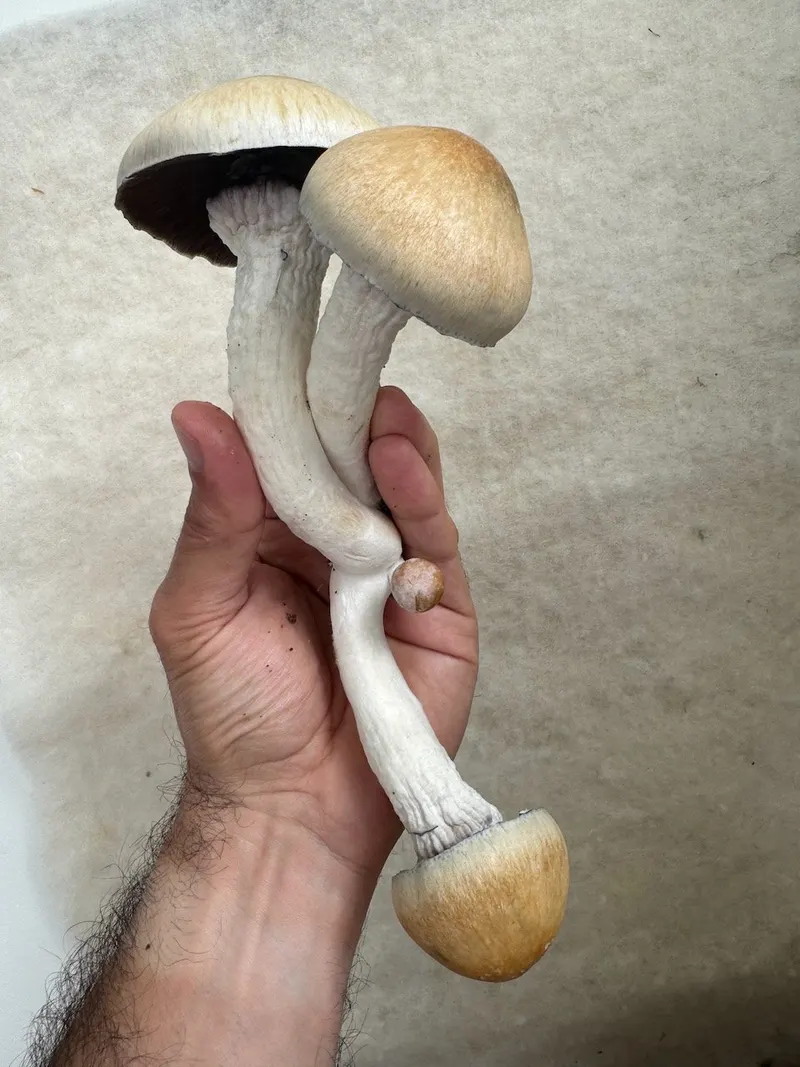 Melmac • Psilocybe Cubensis