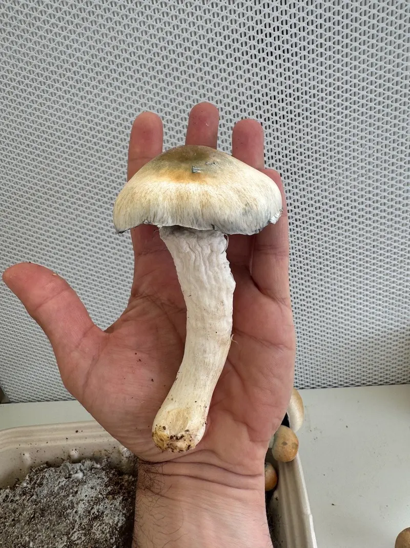 Melmac • Psilocybe Cubensis