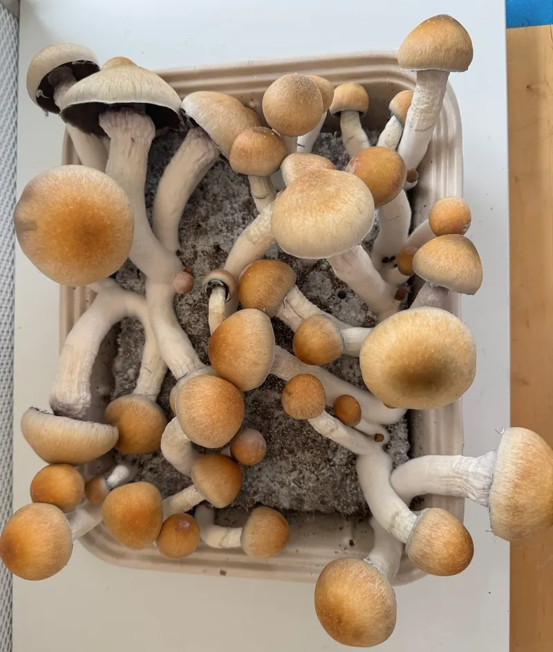 Melmac • Psilocybe Cubensis