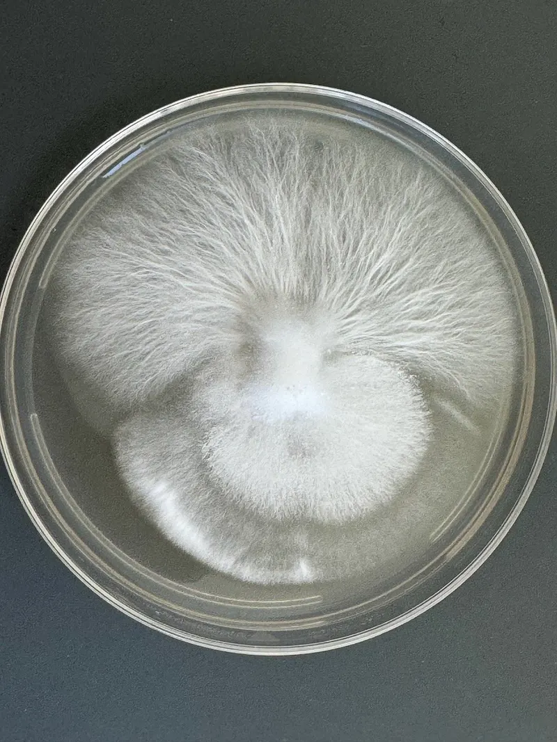 Mycelium