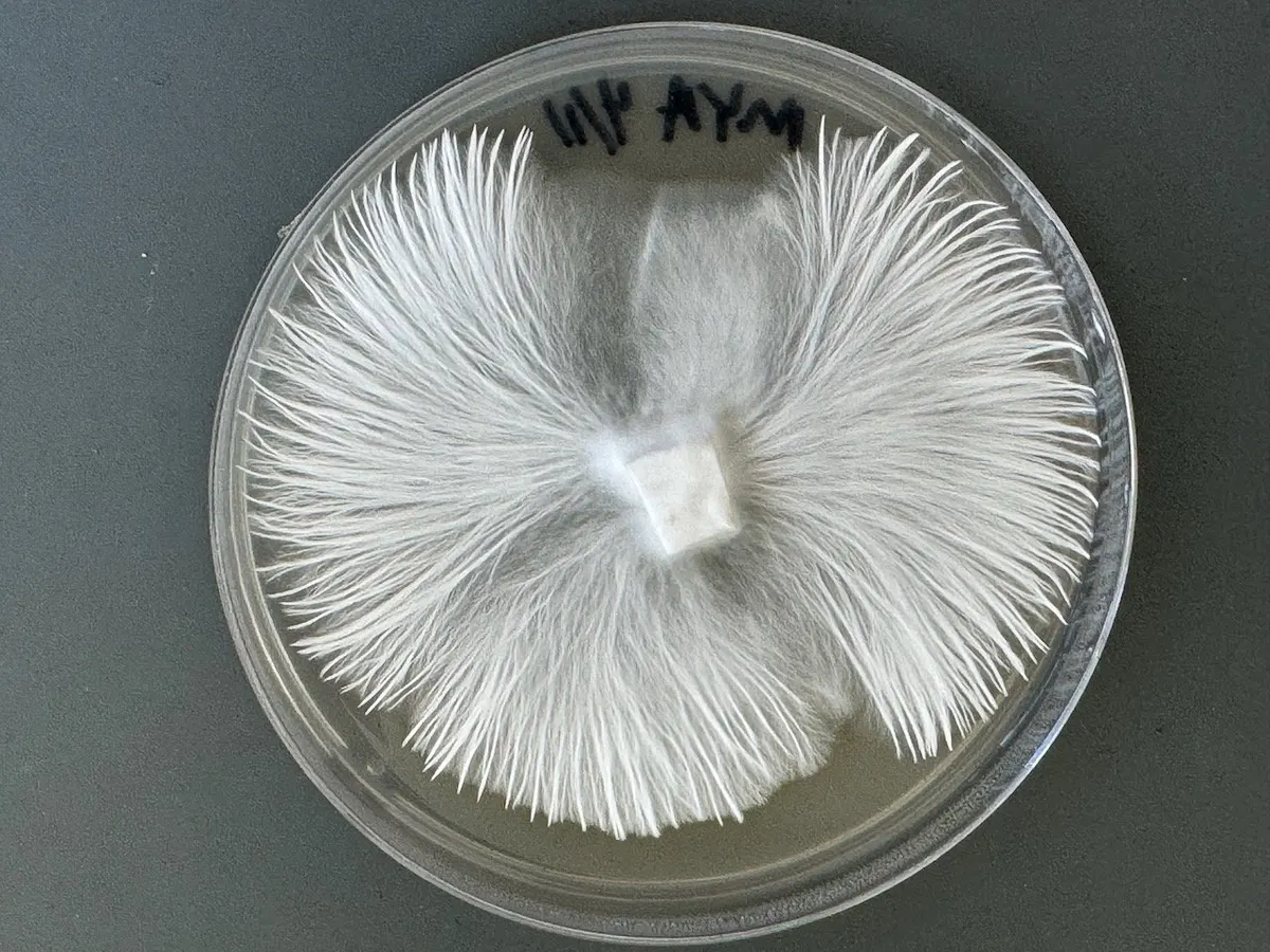 Mycelium