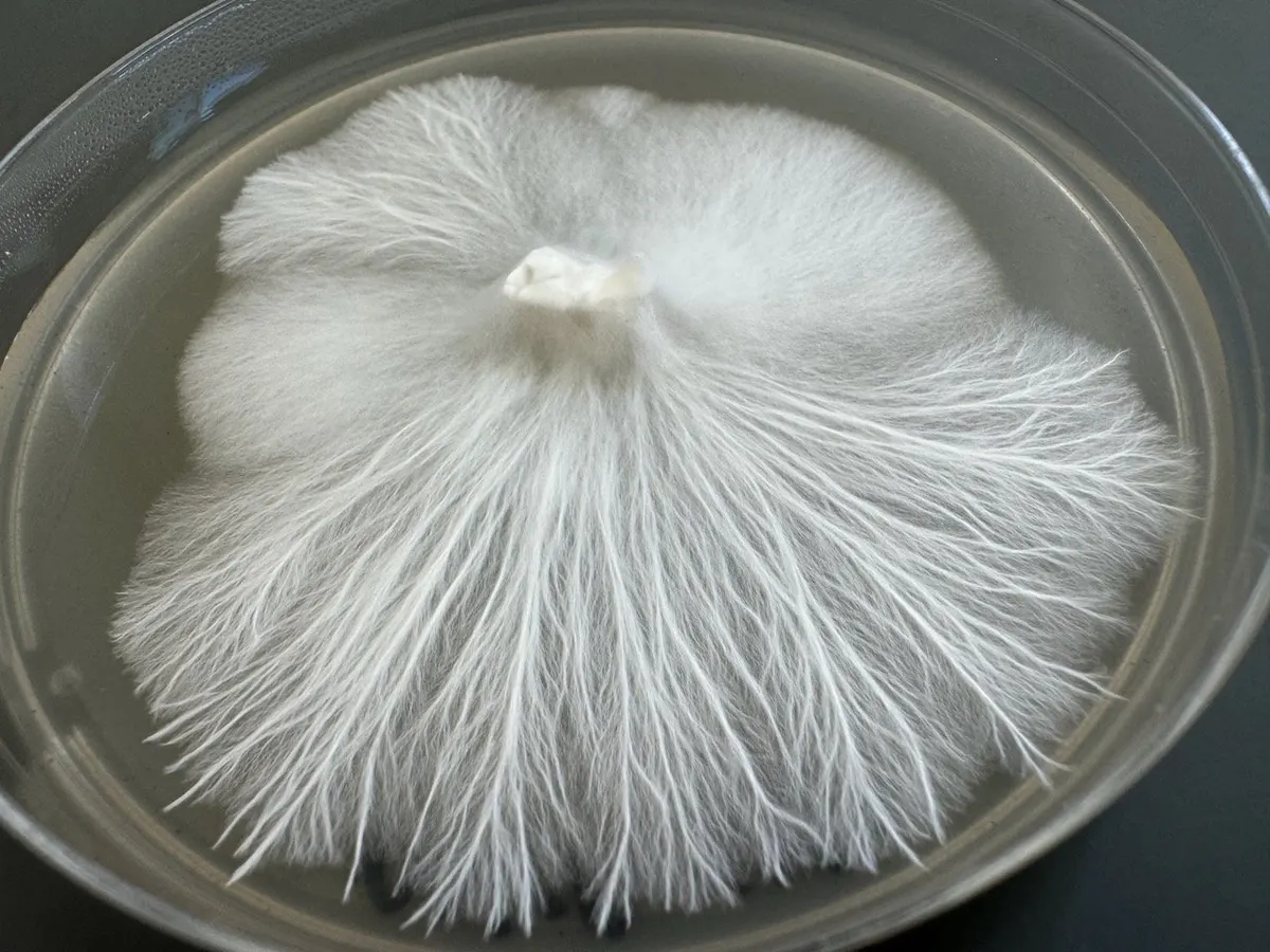 Mycelium