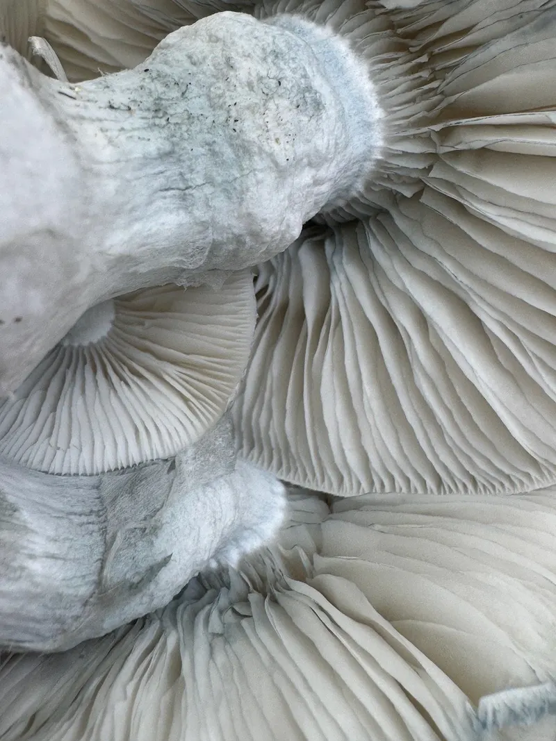 Nutcracker "Coral" • Psilocybe Cubensis