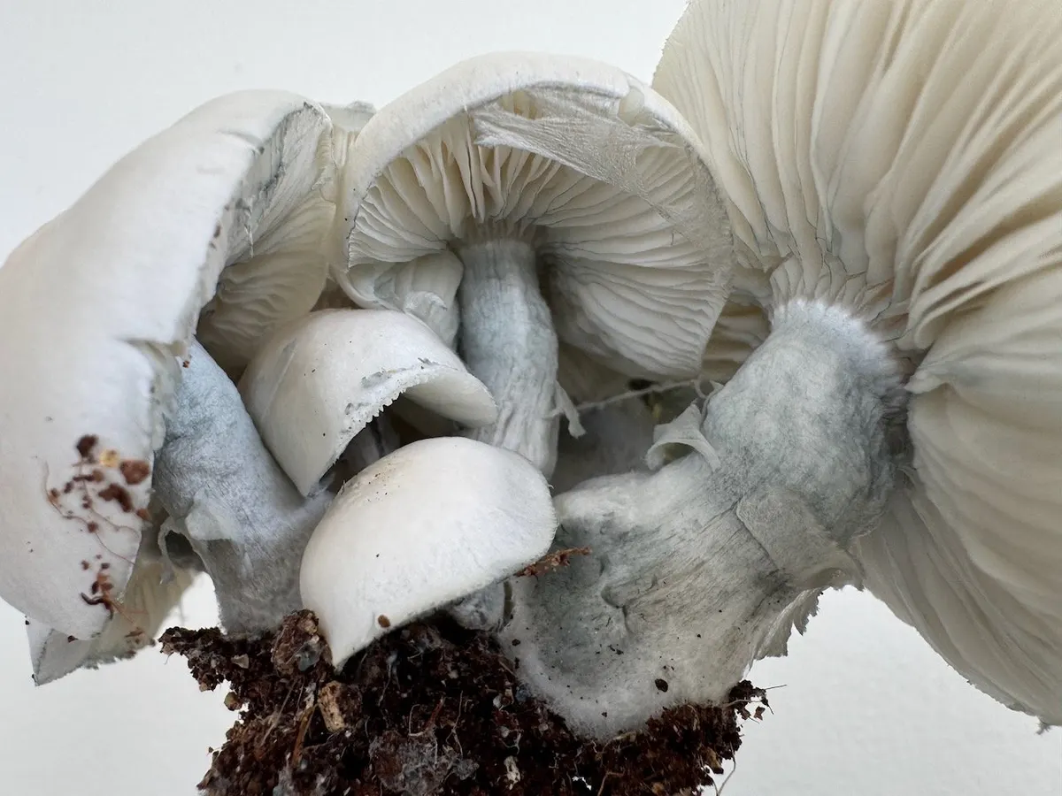 Nutcracker "Coral" • Psilocybe Cubensis