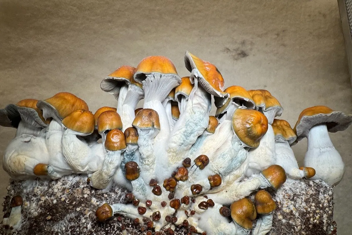 Nutcracker (revert) • Psilocybe Cubensis