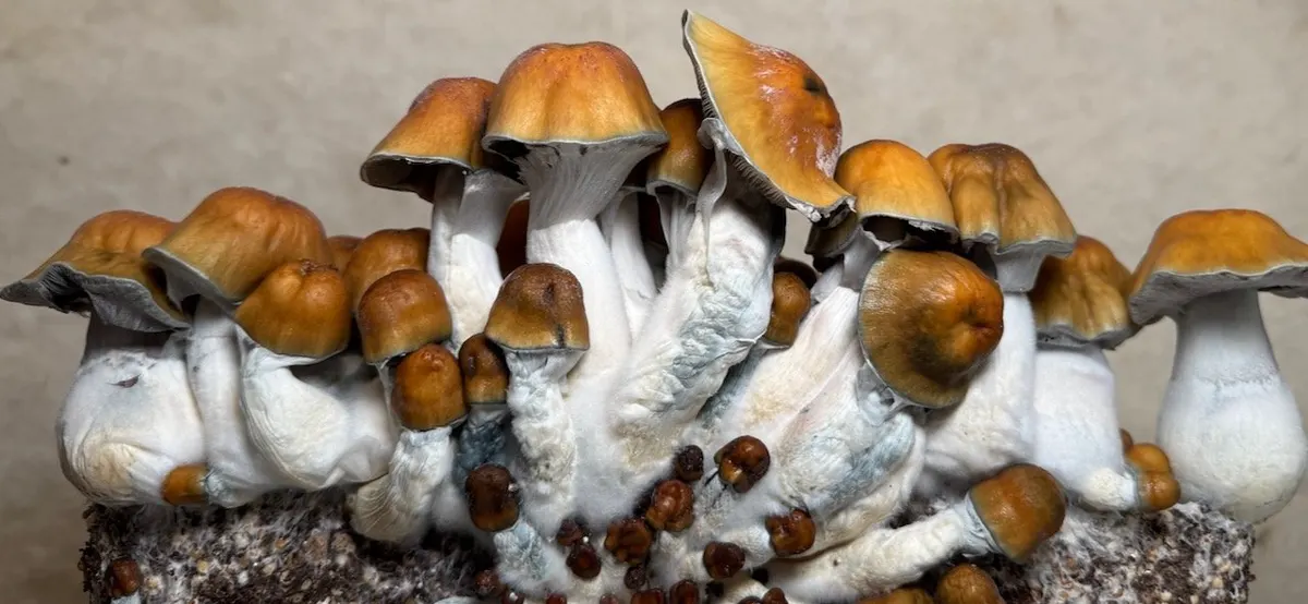 Nutcracker (revert) • Psilocybe Cubensis