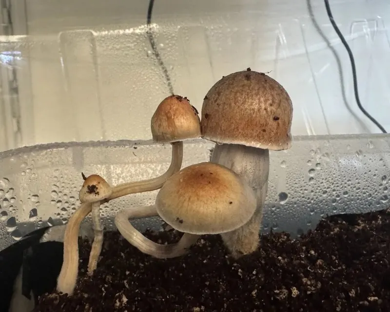 Huasteca • Panaeolus Cyanescens