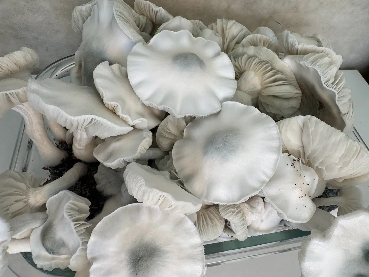 Phobos • Psilocybe Cubensis