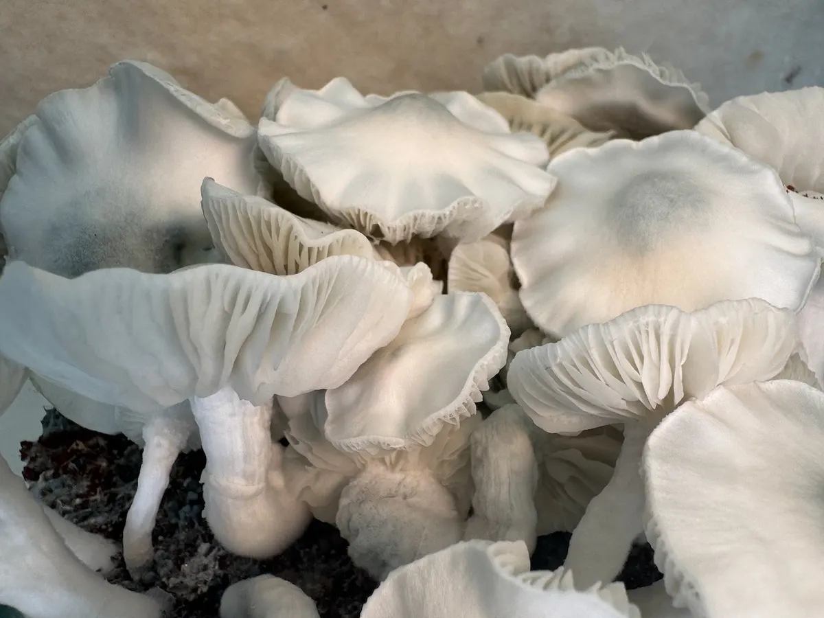 Phobos • Psilocybe Cubensis