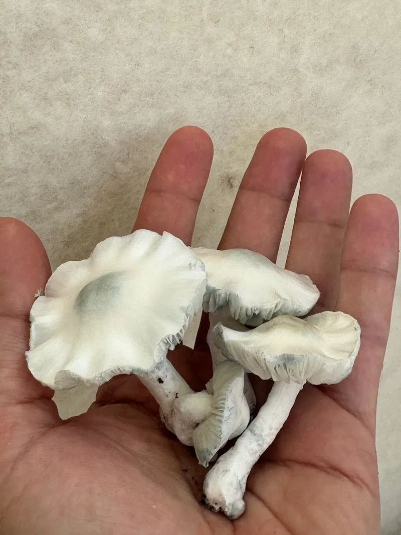 Phobos • Psilocybe Cubensis