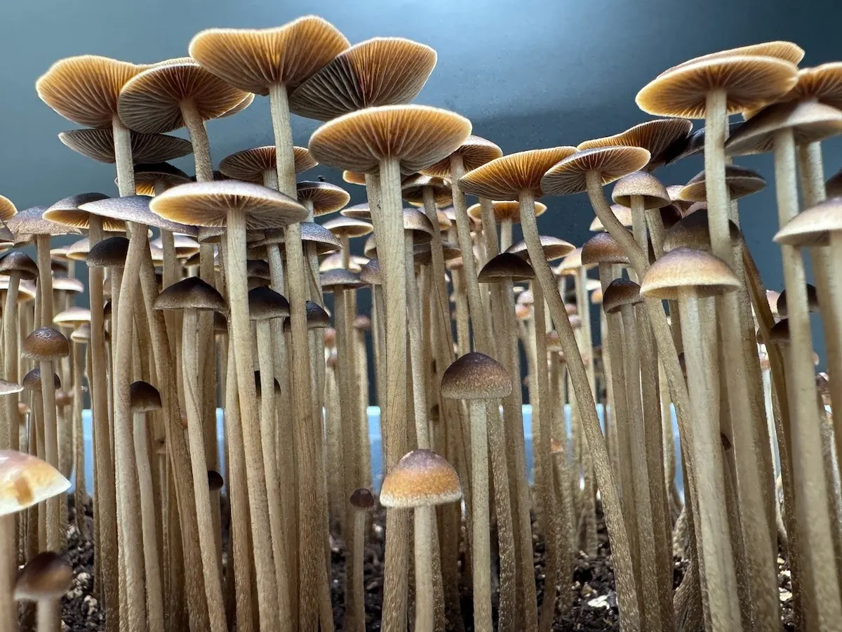 Psilocybe Mexicana