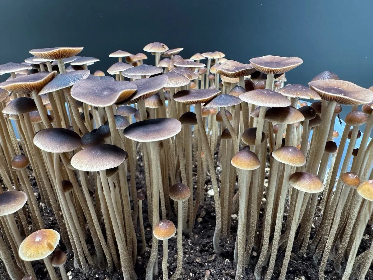 Psilocybe Mexicana