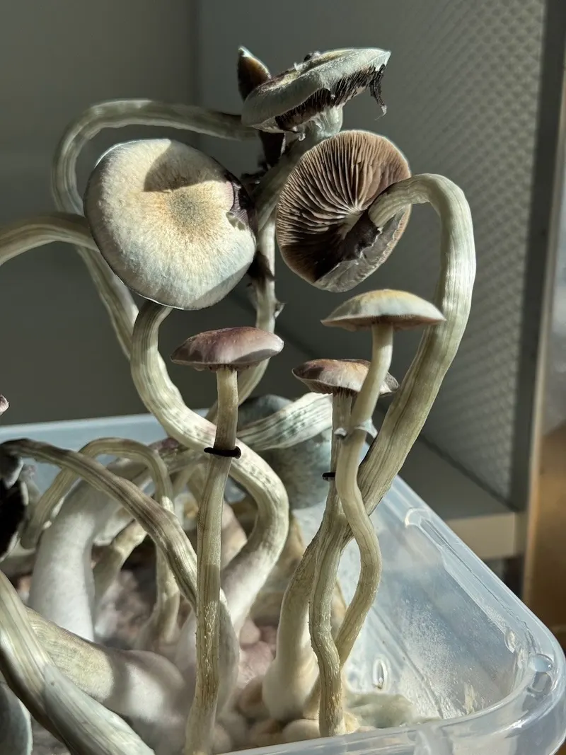 Psilocybe Natalensis