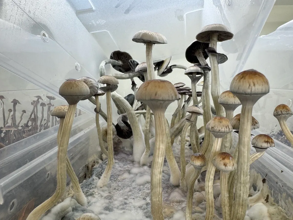 Psilocybe Natalensis