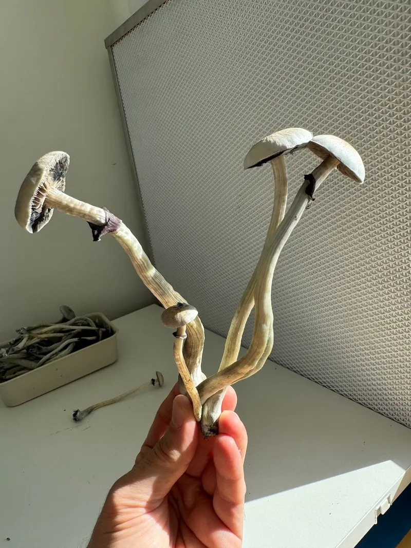 Psilocybe Natalensis